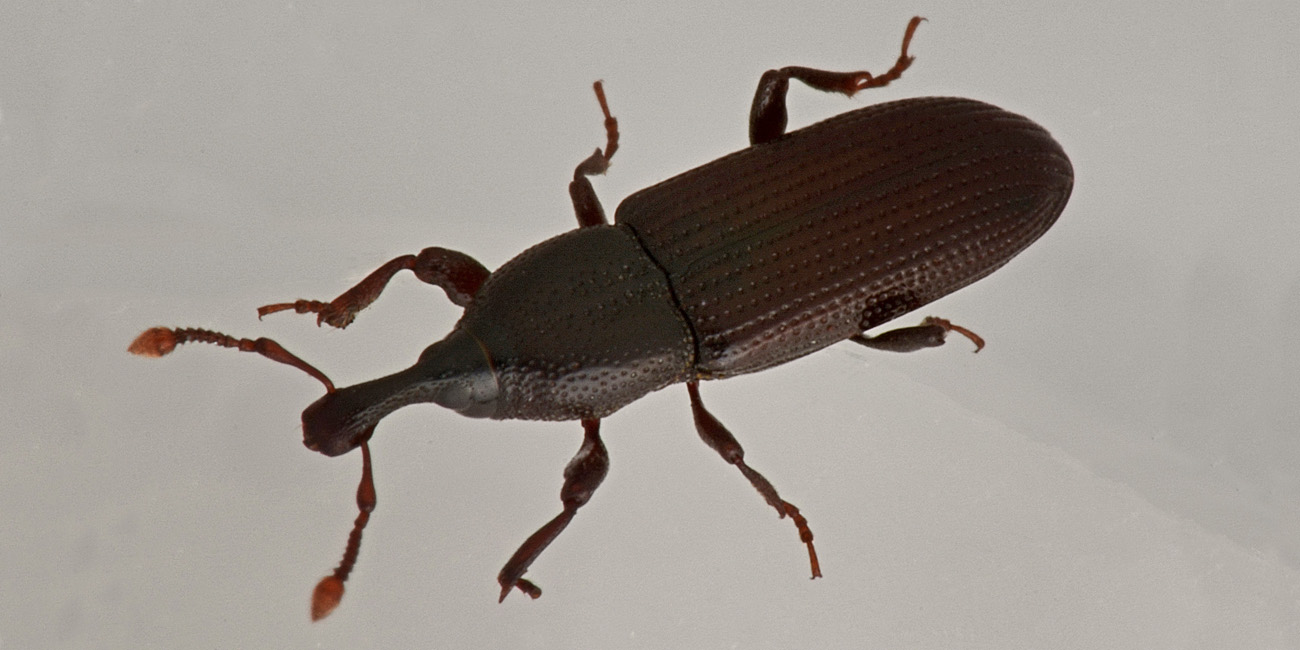 Curculionidae: Cossonus linearis